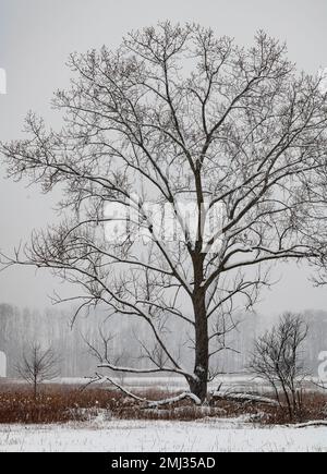 A large tree grows on the edge of a small creek and wetland whle being dusted with fresh snow, Rock Run Forest Preserve, Will County, Illinois Stock Photo
