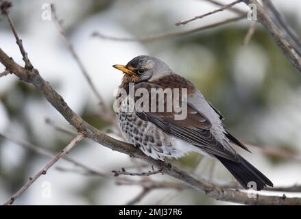 Fieldfare (Turdus pilaris) sitting on a branch, Germany Stock Photo