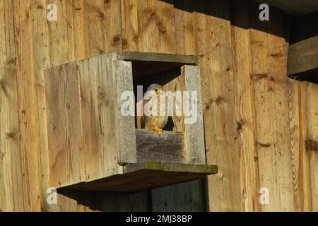 Kestrel Old bird sitting in nest box in front of wooden wall seen from front right Stock Photo