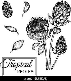 Vector illustration of tropical flower isolated on white background. Hand drawn protea. Floral graphic black and white illustration. Tropic design ele Stock Vector