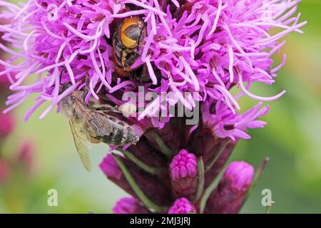 A bee on flower in the garden. It is an important part of the environment that pollinates a variety of plants, including crops, fruits. Stock Photo