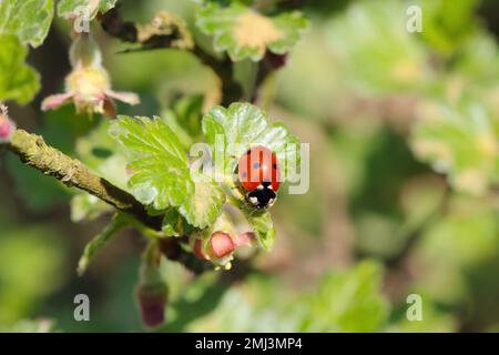 Seven-spotted ladybug on a plant, a gooseberry bush in the garden. It is a useful insect that eats plant pests such as aphids. Stock Photo