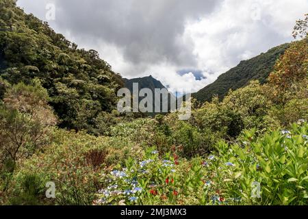 La Plaine-des-Palmistes, Reunion Island - On the way to Bebour pass Stock Photo