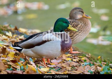 Mallard (Anas platyrhynchos), pair standing on the lakeshore, Bavaria, Germany Stock Photo