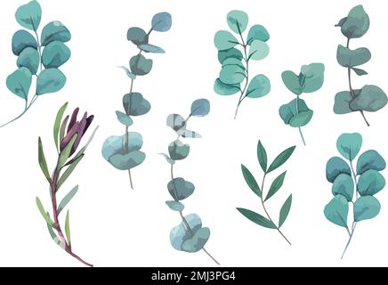 Collection of green silver eucaliptus leaves. Natural branches, vector illustration Stock Vector