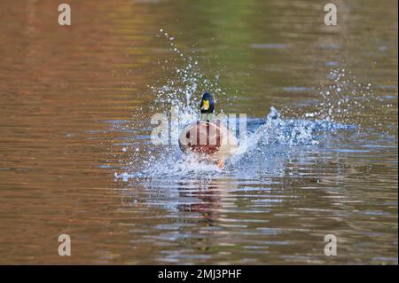 Mallard (Anas platyrhynchos), male landing in the lake, Bavaria, Germany Stock Photo