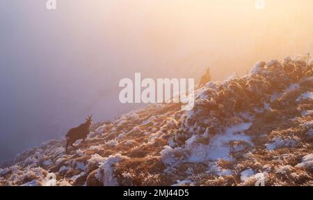 two chamois wild goat in the fog at sunset, mountain fauna Stock Photo