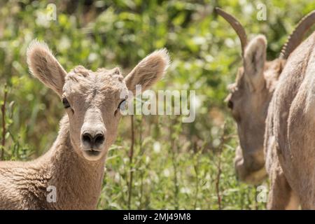 Bighorn Lamb Poses for a Portrait Stock Photo