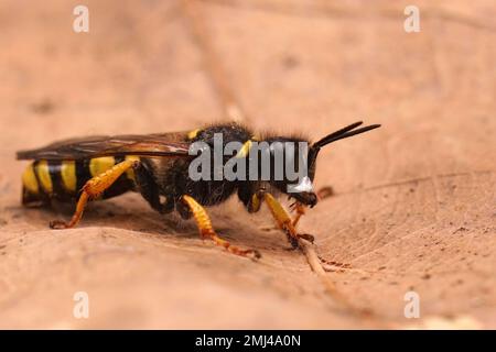 Detailed closeup on a slender bodied square-headed digger wasp,, Crabro cribarius, sitting on a dried leaf Stock Photo
