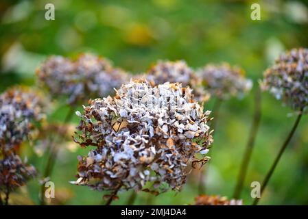 Flower of a hydrangea with hoarfrost, Bavaria, Germany Stock Photo
