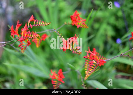 Flower of a Montbretia (Crocosmia x crocosmiiflora Lucifer) from the iris family (Iridaceae) in a garden in Bavaria, Germany Stock Photo