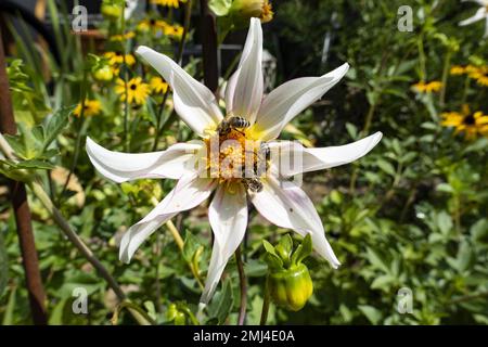 Star dahlia (honka fragile) from the dahlia family (Asteraceae) with honey bee (Apis mellifera), Bavaria, Germany Stock Photo
