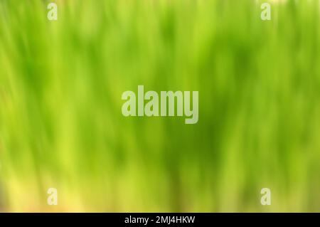 Abstract green grass background. Nature concept.colourful Stock Photo