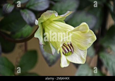 Cathedral bell flower close up Stock Photo