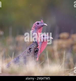 Rio Grande Wild turkeys, Bosque del Apache national Wildlife refuge, New Mexico, USA. Stock Photo