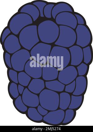 Blackberry Fruit Color. Vector Illustration Stock Vector