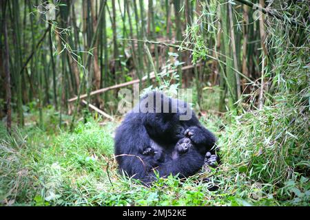 Mountain Gorilla Mother and baby gorilla (Gorilla beringei beringei) Volcanoes National Park, Rwanda Stock Photo