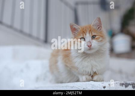 Young red-white cat with a pink nose on a city street. Red-headed cat Stock Photo