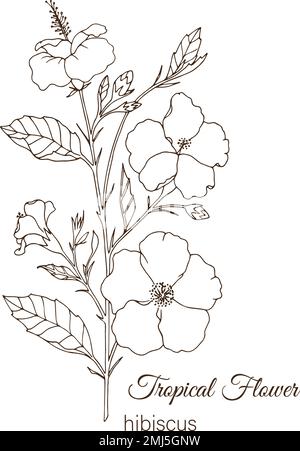 Vector illustration of tropical flower isolated on white background. Hand drawn hibiscus. Floral outline. Coloring page. Sketch style. Tropic design e Stock Vector