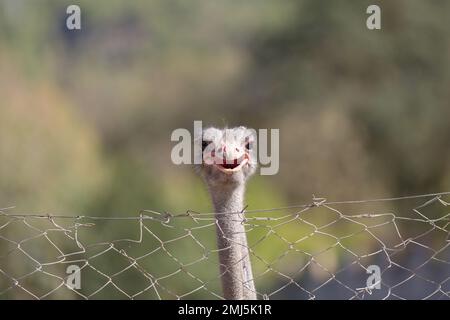 The head of an ostrich with an open beak. A common ostrich (Struthio camelus) stands behind a metal mesh fence, the face and neck of an ostrich close- Stock Photo