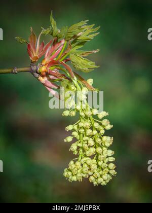 Bigleaf maple tree flowers; West Eugene Wetlands, Willamette Valley, Oregon. Stock Photo