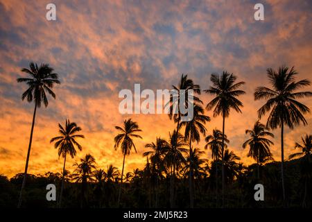 Coconut palm trees and a colorful sunrise sky in Chacala on Mexico's Riviera Nayarit coast. Stock Photo