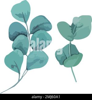 Collection of green silver eucaliptus leaves. Natural branches, vector illustration Stock Vector