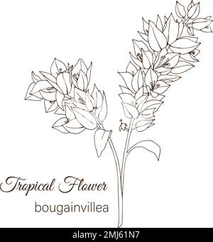 Bougainvillea flower graphic black white isolated sketch illustration ...