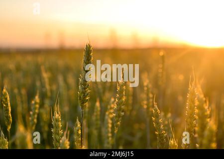 Green ears of wheat at sunset. Unripe crop. Agriculture. Cultivation of wheat. Stock Photo