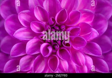 A macro close-up of a magenta, pink, purple coloured dahlia, centered Stock Photo