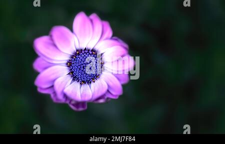a macro picture of a purple cape marguerite  with a blurry dark green background, copy space, negative space Stock Photo