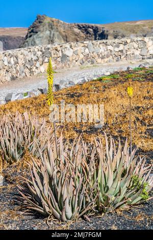 Aloe Vera plant on the coast of Gran Canaria, Canary Islands, Spain Stock  Photo - Alamy