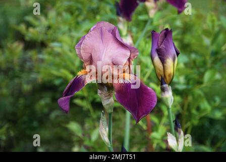 Iris Ambassadeur, Bearded Iris Germanica purple pink flowers in summer garden Stock Photo