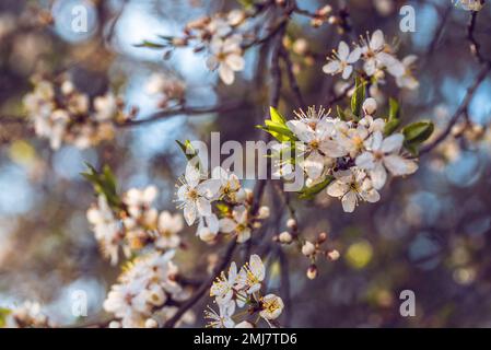 Blooming sour cherry (Prunus cerasus) at spring Stock Photo