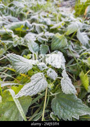 Morning hoarfrost on green leaves of nettle. First frost at fall season. Late autumn in forest. Stock Photo