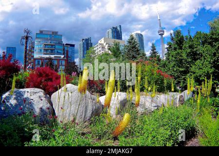 Toronto skyline with urban architecture buildings and garden Stock Photo