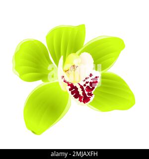 Tropical Orchid Cymbidium green flower realistic  on white background vintage vector illustration editable hand draw Stock Vector