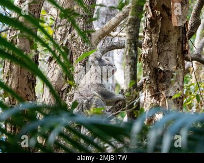 Koala, Iconic Australian Native Animal climbing up into the trees Stock Photo