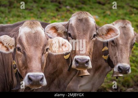 Face to Face,Three Brown cows looking at camera at same time , Tyrol, Austria Stock Photo
