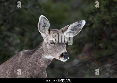 Portrait shot of young Mule Deer (Odocileus hemionus) looking at camera. Grand Canyon National Park. Forest in background. Stock Photo