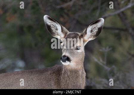 Portrait shot of young Mule Deer (Odocileus hemionus) looking at camera. Grand Canyon National Park. Forest in background. Stock Photo