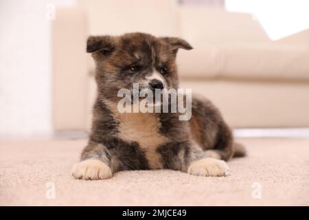 Cute Akita inu puppy indoors. Friendly dog Stock Photo