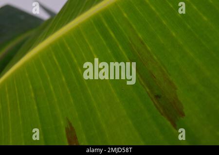 The photo of the split leaf shows the surface structure of the curved banana leaves and stems with natural colors, with blotches on the surface. Stock Photo