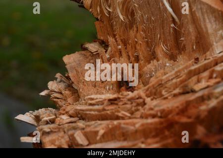 The remains of the felled trees. Surface that leaves chopped wood uneven. Stock Photo