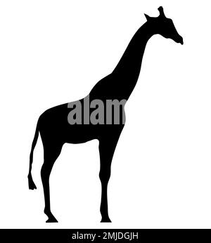 Vector illustration of a black silhouette giraffe. Isolated on white background. Icon or logo, giraffe side view profile. Stock Vector