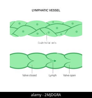 Lymphatic vessel, conceptual illustration Stock Photo - Alamy