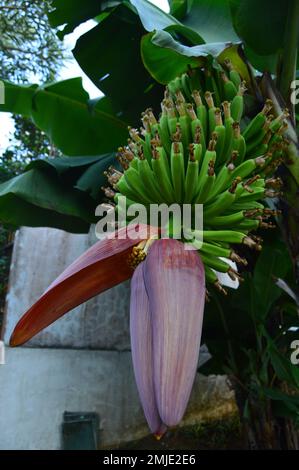 Young banana fruit and banana flower still hang on the tree. Fresh green young fruit, fresh pink-red banana flowers, or local people said banana heart Stock Photo