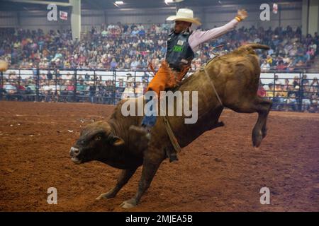An American bull-riding professional attempts to stay mounted on a ...