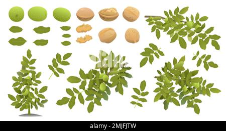 Set of Walnut tree branches with ripe fruits. Garden plant with edible harvest. Isolated on white background. Branch with foliage and leaves. Vector Stock Vector