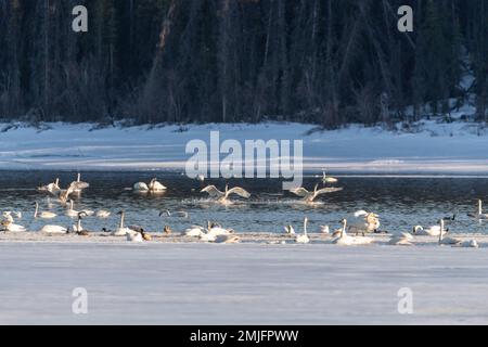 Migrating trumpeter & tundra swans seen in Spring season during their flight to the northern arctic, Bering Sea, Alaska. Taken in Yukon Territory, CAN Stock Photo